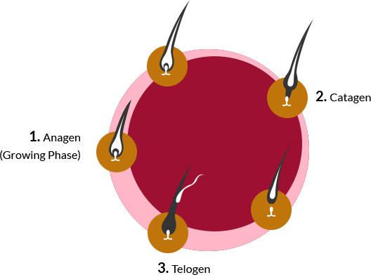  Hair growth cycle