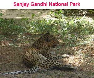 Sanjay Gandhi National Park